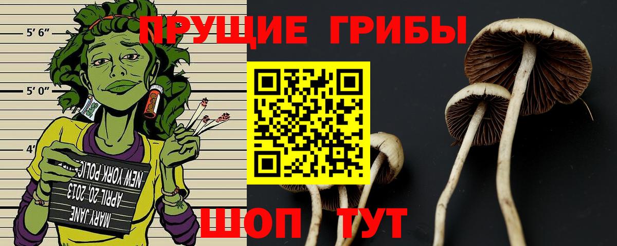 Псилоцибиновые грибы Cubensis Амурск